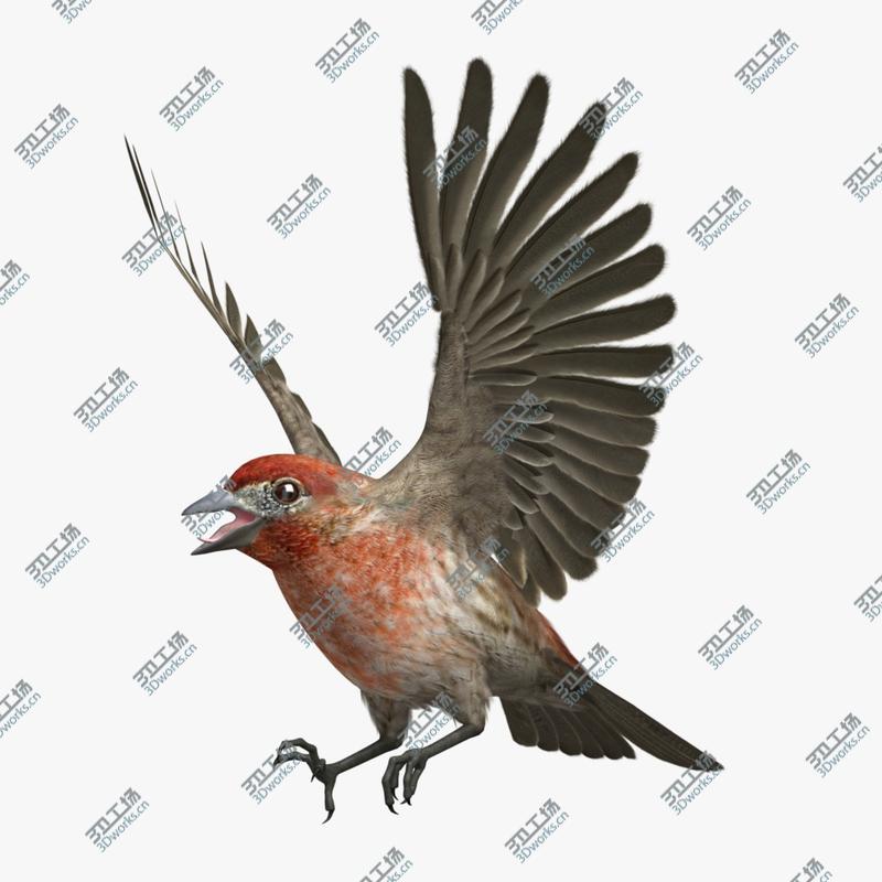 images/goods_img/202104092/Haemorhous Mexicanus 'House Finch'/1.jpg